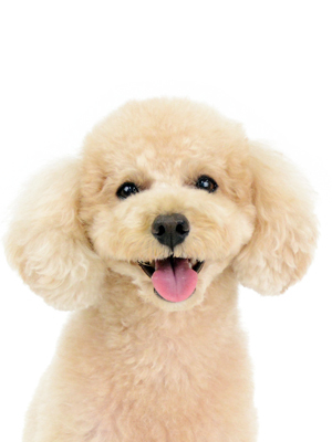 エムドッグス,動物プロダクション,ペットモデル,ペットタレント,モデル犬,タレント犬,トイプードル,シエラ,Sierra