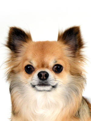 エムドッグス,動物プロダクション,ペットモデル,ペットタレント,モデル犬,タレント犬,チワワ,豆太,まめた