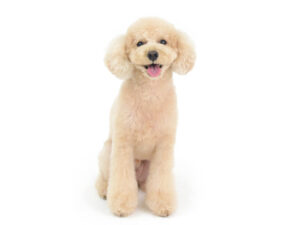 エムドッグス,動物プロダクション,ペットモデル,ペットタレント,モデル犬,タレント犬,トイプードル,シエラ,Sierra