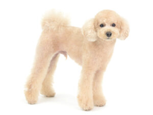 エムドッグス,動物プロダクション,ペットモデル,ペットタレント,モデル犬,タレント犬,トイプードル,シエラ,Sierra