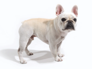 エムドッグス,動物プロダクション,ペットモデル,ペットタレント,モデル犬,タレント犬,フレンチブルドッグ,おもち