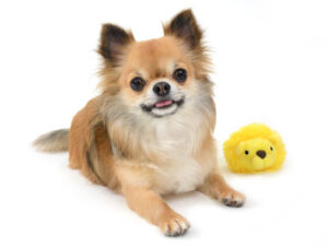 エムドッグス,動物プロダクション,ペットモデル,ペットタレント,モデル犬,タレント犬,チワワ,豆太,まめた