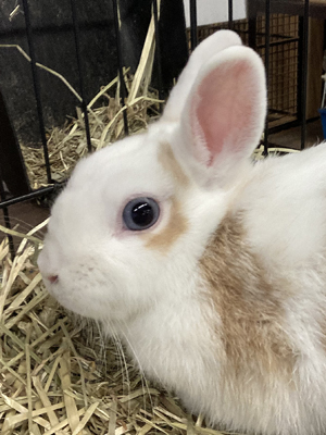 エムドッグス,動物プロダクション,ペットモデル,エキゾチックアニマル,ウサギ