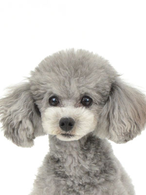 エムドッグス.動物プロダクション,ペットモデル,ペットタレント,モデル犬,タレント犬,トイプードル,モナ