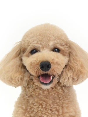 エムドッグス,動物プロダクション,ペットモデル,ペットタレント,モデル犬,タレント犬,トイプードル,むぎ