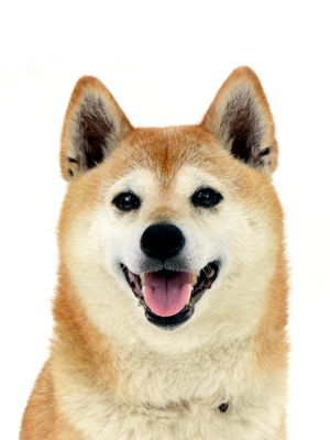 エムドッグス,動物プロダクション,ペットモデル,ペットタレント,モデル犬,タレント犬,柴犬,みらん