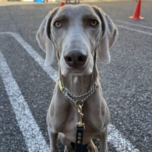 エムドッグス,動物プロダクション,ペットモデル,ペットタレント,モデル犬,タレント犬,ワイマラナー,ガウナ