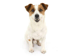 エムドッグス,動物プロダクション,ペットモデル,モデル犬,タレント犬,ジャックラッセルテリア,秀次朗,ひでじろう