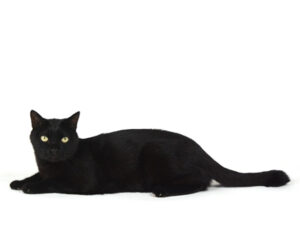 エムドッグス,動物プロダクション,ペットモデル,モデル猫,タレント猫,黒猫,MIX猫,運,うん