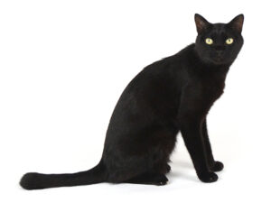 エムドッグス,動物プロダクション,ペットモデル,モデル猫,タレント猫,黒猫,MIX猫,運,うん