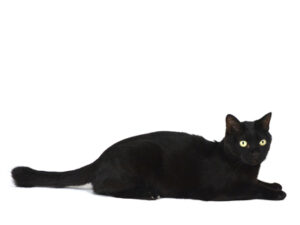 エムドッグス,動物プロダクション,ペットモデル,モデル猫,タレント猫,黒猫,MIX猫,運,うん