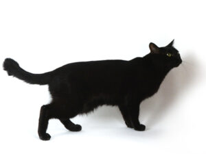 エムドッグス,動物プロダクション,ペットモデル,モデル猫,タレント猫,黒猫,MIX猫,運,うん