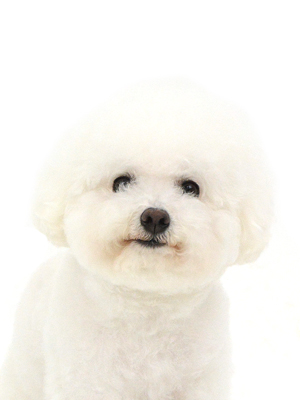 エムドッグス,動物プロダクション,ペットモデル,モデル犬,タレント犬,ビションフリーゼ,ファーイ