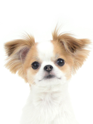エムドッグス,動物プロダクション,ペットモデル,ペットタレント,モデル犬,タレント犬,MIX,狆,チワワ,はな