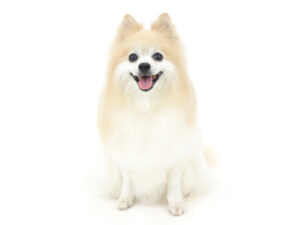 エムドッグス,動物プロダクション,ペットモデル,モデル犬,タレント犬,ポメラニアン,チャナ