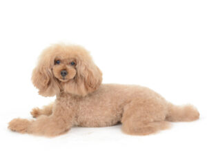 エムドッグス,動物プロダクション,ペットモデル,ペットタレント,モデル犬,タレント犬,トイプードル,ココア