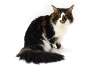 エムドッグス,動物プロダクション,ペットモデル,モデル猫,タレント猫,メインクーン,颯牙,ふうが