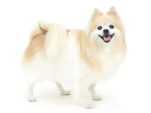 エムドッグス,動物プロダクション,ペットモデル,モデル犬,タレント犬,ポメラニアン,チャナ