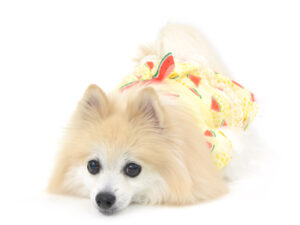 エムドッグス,動物プロダクション,ペットモデル,モデル犬,タレント犬,ポメラニアン,チャナ