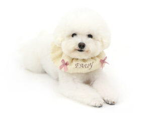 エムドッグス,動物プロダクション,ペットモデル,モデル犬,タレント犬,ビションフリーゼ,ファーイ
