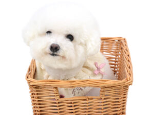 エムドッグス,動物プロダクション,ペットモデル,モデル犬,タレント犬,ビションフリーゼ,ファーイ
