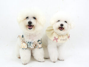 エムドッグス,動物プロダクション,ペットモデル,モデル犬,タレント犬,ビションフリーゼ,ファーイ