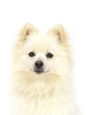 エムドッグス,動物プロダクション,ペットモデル,モデル犬,タレント犬,ポメラニアン,なずな