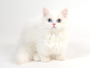 エムドッグス,動物プロダクション,ペットモデル,モデル猫,タレント猫,マンチカン,みゅう