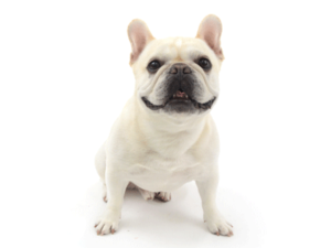 エムドッグス,動物プロダクション,ペットモデル,モデル犬,タレント犬,フレンチブルドッグ,Maru,マル
