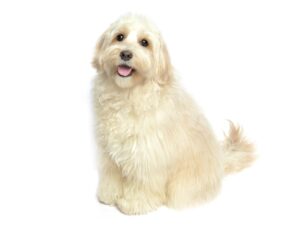エムドッグス,動物プロダクション,ペットモデル,ペットタレント,モデル犬,タレント犬,オーストラリアンラブラドゥードゥル,フラン,Franc