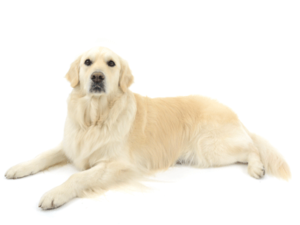 エムドッグス,動物プロダクション,ペットモデル,ペットタレント,モデル犬,タレント犬,ゴールデンレトリバー,エミィ