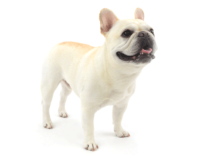 エムドッグス,動物プロダクション,ペットモデル,モデル犬,タレント犬,フレンチブルドッグ,Maru,マル