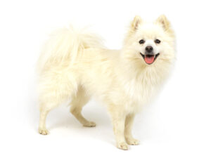 エムドッグス,動物プロダクション,ペットモデル,モデル犬,タレント犬,ポメラニアン,なずな