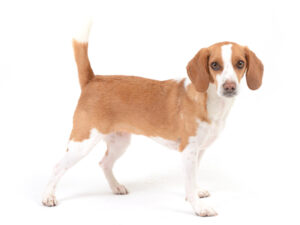 エムドッグス,動物プロダクション,ペットモデル,モデル犬,タレント犬,ビーグル,ラテ