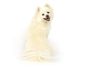 エムドッグス,動物プロダクション,ペットモデル,モデル犬,タレント犬,ポメラニアン,なずな