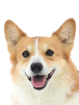 エムドッグス,動物プロダクション,ペットモデル,モデル犬,タレント犬,ウェルシュコーギー,せこむ