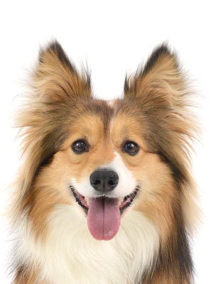 エムドッグス,動物プロダクション,ペットモデル,モデル犬,タレント犬,ウェルシュコーギー,うり