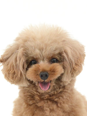 エムドッグス,動物プロダクション,ペットモデル,モデル犬,タレント犬,トイプードル,こはく