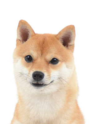 エムドッグス,動物プロダクション,ペットモデル,モデル犬,タレント犬,柴犬,さくら