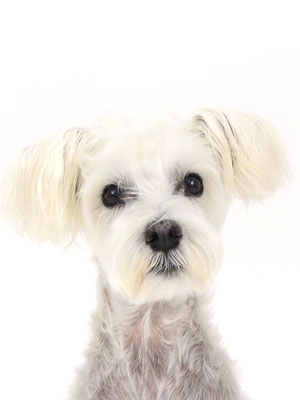 エムドッグス,動物プロダクション,ペットモデル,ペットタレント,モデル犬,タレント犬,ミニチュアシュナウザー,しろ