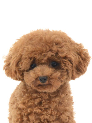 エムドッグス,動物プロダクション,ペットモデル,モデル犬,タレント犬,トイプードル,マリン