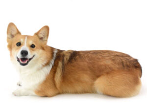 エムドッグス,動物プロダクション,ペットモデル,モデル犬,タレント犬,ウェルシュコーギー,せこむ