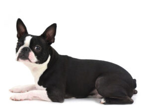 エムドッグス,動物プロダクション,ペットモデル,ペットタレント,モデル犬,タレント犬,ボストンテリア,じん