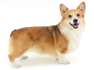 眞心エムドッグス,動物プロダクション,ペットモデル,モデル犬,タレント犬,ウェルシュコーギー,せこむ