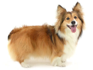 エムドッグス,動物プロダクション,ペットモデル,モデル犬,タレント犬,ウェルシュコーギー,うり