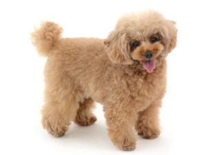エムドッグス,動物プロダクション,ペットモデル,モデル犬,タレント犬,トイプードル,こはく