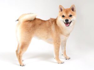 エムドッグス,動物プロダクション,ペットモデル,モデル犬,タレント犬,柴犬,さくら