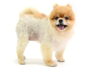 エムドッグス,動物プロダクション,ペットモデル,モデル犬,タレント犬,ポメラニアン,ポロン