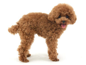エムドッグス,動物プロダクション,ペットモデル,モデル犬,タレント犬,トイプードル,マリン