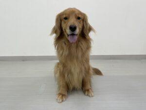 エムドッグス,動物プロダクション,ペットモデル,ペットタレント,モデル犬,タレント犬,ゴールデンレトリーバー,ビビ